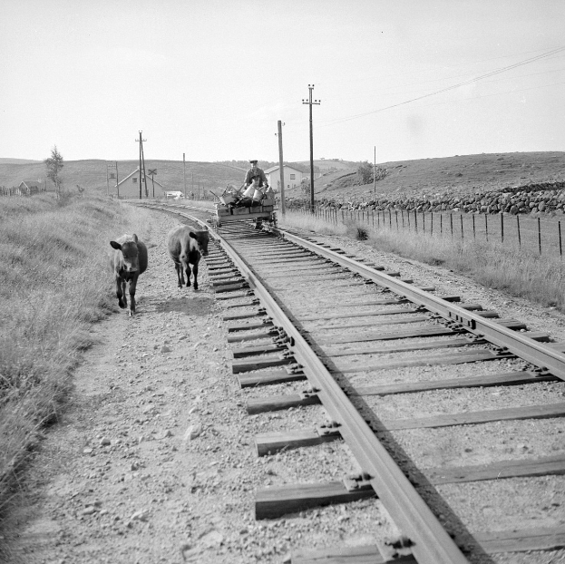 Schwarz-weiß-Foto von zwei Kühen, die auf den Eisenbahnschienen laufen, mit einer Person auf einem Fahrzeug im Vordergrund, Gras und einem Zaun auf beiden Seiten der Schienen und Pfählen, Häusern, Bäumen und dem Himmel im Hintergrund.