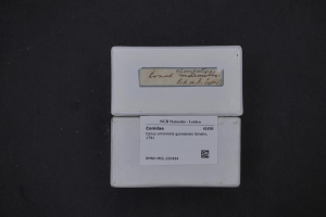 Weißer Kasten mit einem Etikett, auf dem "Conidae - Ncb Naturalis - Leiden" steht, auf einer schwarzen Oberfläche.