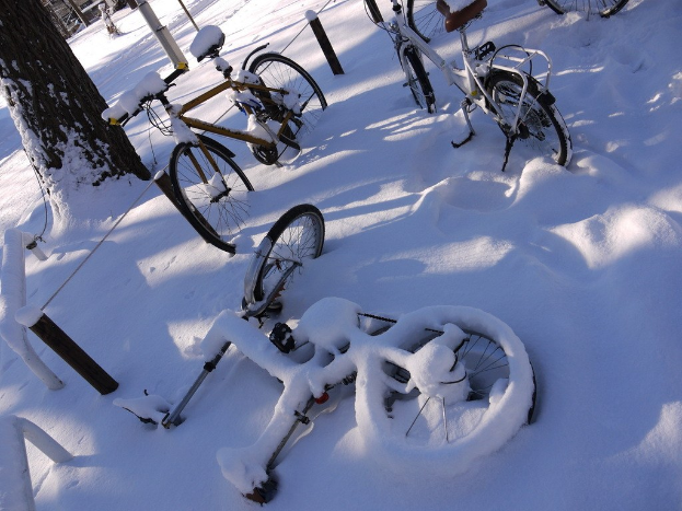 Eine Reihe von Fahrrädern, teilweise von Schnee bedeckt, neben einem Baumstamm und einer Straße aufgereiht.