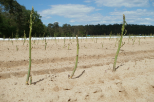 Spargelplantagenfeld, das in sandigem Boden wächst, mit Bäumen im Hintergrund und einem klaren blauen Himmel.