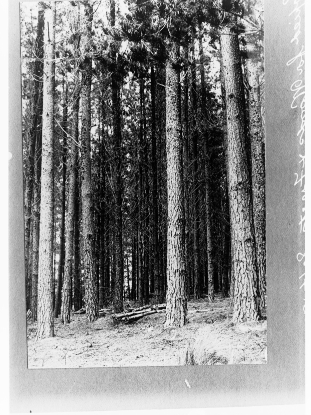Schwarzes und weißes Foto eines dichten Waldes aus hohen Tannen mit sichtbarem Boden unten und Text auf der rechten Seite.