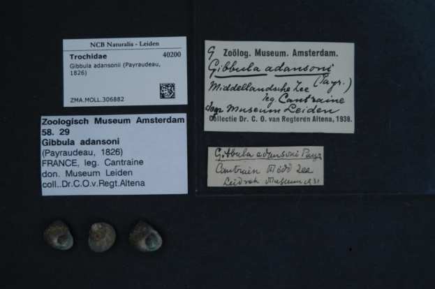 Schwarze Box mit drei kleinen Muscheln oben drauf, zwei museumsfreundliche Papiere mit Text und einem Barcode.