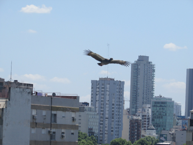 Ein Kondor, der über einer Stadt mit hohen Gebäuden und Bäumen im Hintergrund schwebt, mit ausgebreiteten Flügeln.