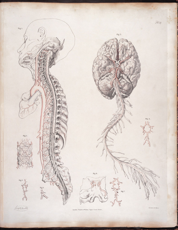 Ein offenes altes Buch mit einer detaillierten anatomischen Zeichnung eines menschlichen Gehirns und einer Wirbelsäule mit ausstrahlenden Nerven und Arterien, vor einem klassisch-stilvollen Text.