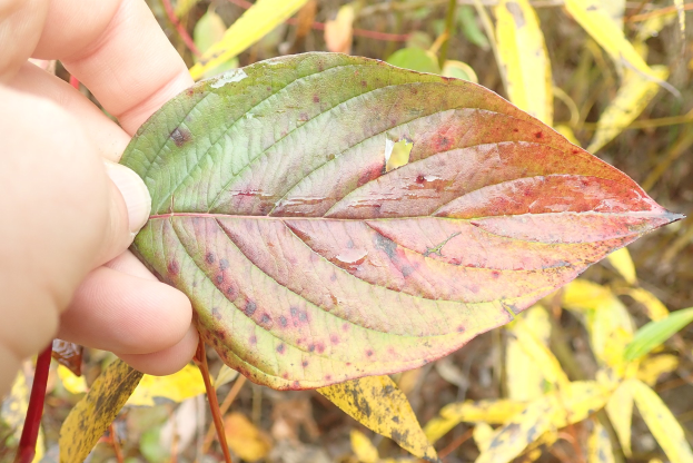 Eine Person hält ein Blatt mit roten Flecken, was auf Eichenblättertod hinweist, mit ein paar Pflanzen im Hintergrund.