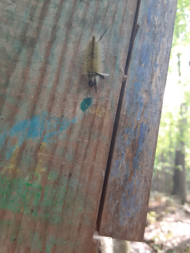Nahaufnahme eines Raupen auf einem Holzzaun mit Bäumen im Hintergrund und abgefallenen Blättern unten.