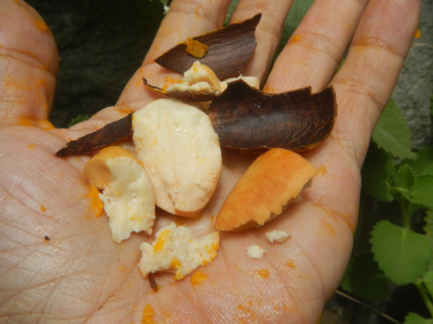 Eine Person hält eine Handvoll Cashew-Nüsse, mit einigen Blättern auf der rechten Seite des Bildes.