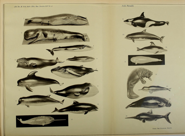 Ein aufgeschlagenes Buch mit Illustrationen von Meeressäugetieren wie Walen, Delfinen und anderen aquatic animals.