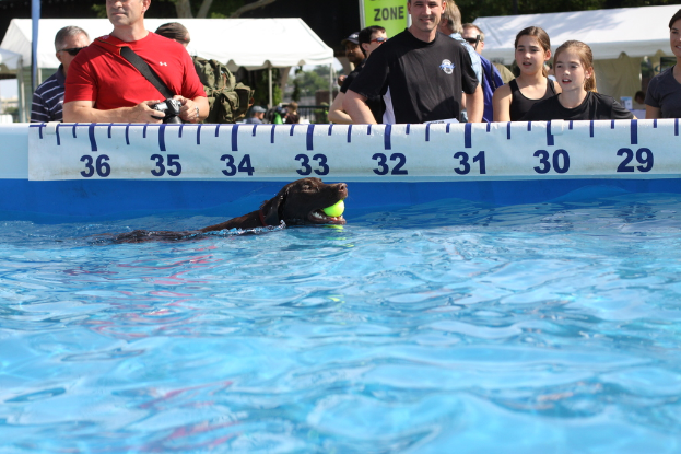 Ein Hund hält einen Ball im Mund, waß im Pool schwimmend, mit Menschen und Zelten im Hintergrund.